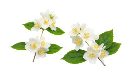 Obraz premium White jasmine flowers with green leaves transparent background, cutout png