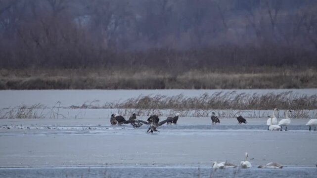 Eagles fight for prey over frozen iced lack in very code winter on slippery ick surface  