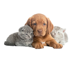 Obraz premium A golden-brown puppy snuggles between two fluffy kittens against a dark background, evoking friendship