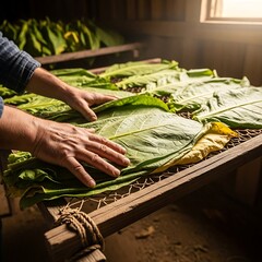 Preparation and Curation of Fragrant Tobacco Leaves for Optimal Curing