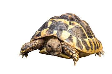 Greek tortoise on transparent background, testudo hermanni