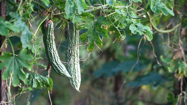Bitter Melon Fruits or in Indonesian names PARE, growth fresh on the tree