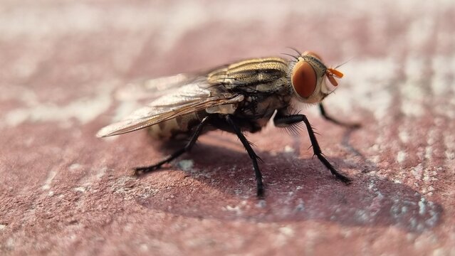 Side view macro of house fly insect with wings and orange compound eyes