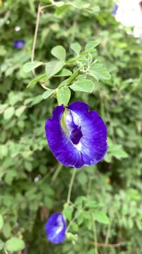 A close-up view of a blue flower hanging from a vine in a lush green environment captured in a video, Flower blue in laos
