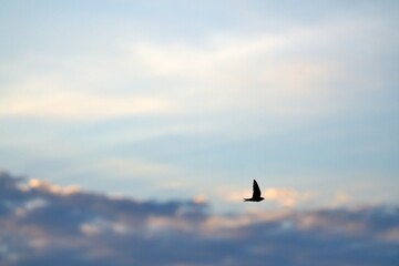 Fototapeta premium A swift bird flying in an evening sky.