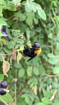 Insect resting on a fruit-bearing branch surrounded by lush green leaves in a natural outdoor environment