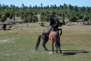 Black Stallion and Bay Stallion wild horses rearing up and striking each other while fighting for dominance in the White Mountains of Heber Arizona United States