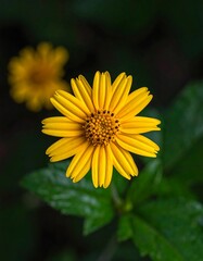 A close-up photo of a vibrant yellow flower with green leaves