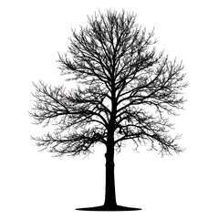 Silhouette of bare tree with intricate branch structure against white background