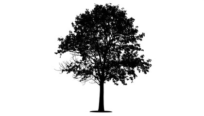 Silhouette of tree, detailed leaves, against a stark white background, casting faint shadow