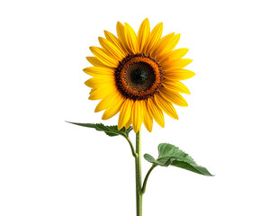 Obraz premium Single sunflower blooming, vibrant yellow petals, dark center, green stem, isolated on white background, studio photography, high definition, detailed texture, botanical beauty