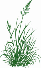Illustration of Green Grass with Seed Heads in Detail.