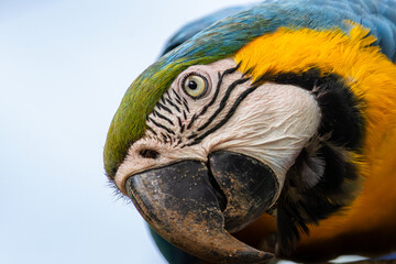 Close up of a Blue and Yellow Macaw