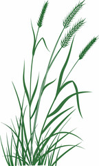 Illustration of Green Grass Stalks with Seed Heads 1.