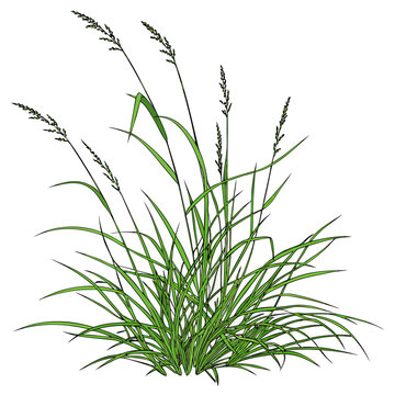 Tufted Hair Grass A Detailed Botanical Illustration.