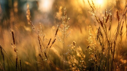 Obraz premium Captivating Sunlit Meadow with Golden Grass and Ethereal Glows Creating a Peaceful Natural Atmosphere in the Early Evening Hours of a Serene Landscape
