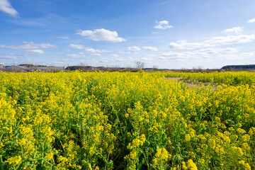 菜の花畑