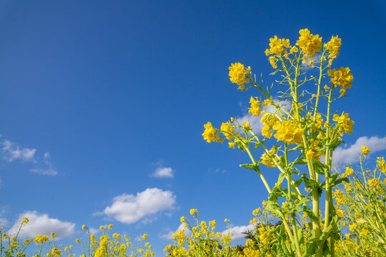 菜の花畑