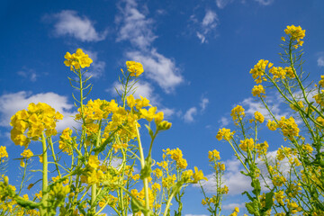 Fototapeta premium 菜の花畑