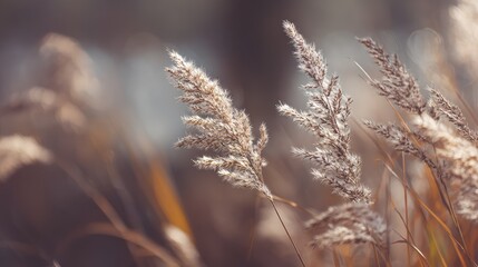 Soft Focus on Elegant Reeds in a Serene Natural Setting, Capturing the Beauty of Nature's Flora Against a Tranquil Background of Out-of-Focus Water and Sunlight