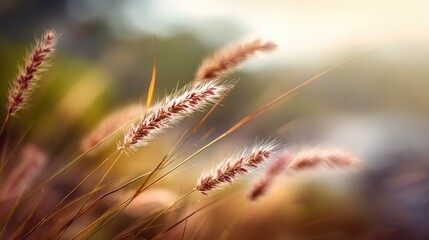 Soft Glow of Meadow Grasses in Warm Light with Gentle Breeze Capturing the Essence of Nature's Beauty in a Tranquil Outdoor Setting