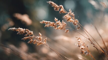 Soft Golden Grass Blades Riverbank in Warm Light with Beautiful Bokeh Background Creating a Calming and Serene Nature Scene for Peaceful Moments