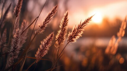 Serene Sunset Over Tall Grass with Soft Focus, Nature's Beauty Captured in Warm Hues, Tranquil Evening Scene, Ideal for Relaxation and Inspiration