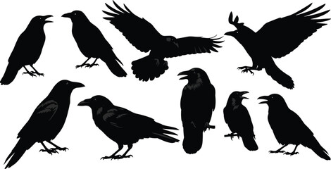 Obraz premium Raven silhouettes, black birds, flying poses, perched ravens, feather details, symbolic birds, vector design, nature art, wildlife illustration