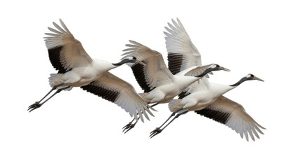 Fototapeta premium Elegant cranes in midair, long necks and legs stretched as broad wings beat together, three graceful silhouettes sharing one smooth migratory path