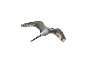 Fototapeta premium Slender bird gliding low in midair, wings stretched and tail streaming behind, sketching a quiet, arrowlike path across the wide white sky