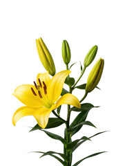 Obraz premium vibrant lemon-yellow asiatic lily in macro detail with visible pollen, surrounded by buds and dewy green leaves, against a transparent background, conveying natural elegance and serenity