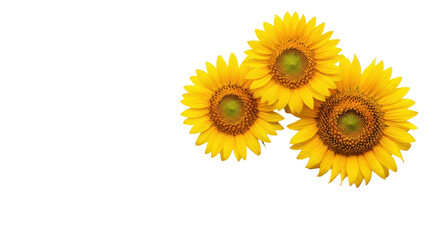 Obraz premium Three vibrant sunflower heads showcasing hyper-realistic texture and detailed florets arranged in a visible fibonacci spiral, isolated against a transparent background, concept of natural perfection