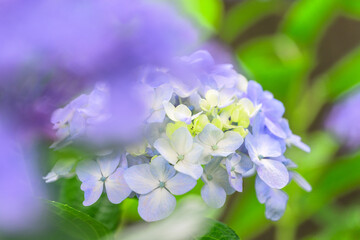 紫陽花の花
「梅雨を彩る、神秘的な色の変化。一瞬の美しさを永遠に。」
(八代市日奈久温泉街)
Hydrangea flowers
"The mysterious changes in color that adorn the rainy season. A fleeting beauty that lasts forever."
(Hinagu Onsen Town, Yatsushiro