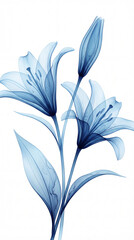 X-Ray Blue Lily Stems