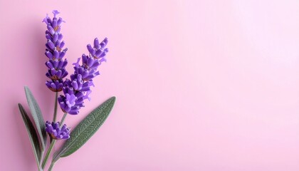 Obraz premium Elegant Purple Lavender Blossom Sprigs with Green Leaves on Pastel Pink Backdrop Creates a Calming and Delicate Floral Composition Ideal for Peaceful Aesthetics