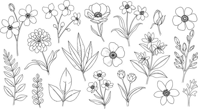 Vector illustration set of black botanical flowers and leaves in diverse shapes and fine line detail