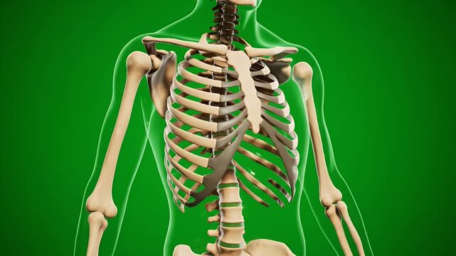 3D Detailed CGI Medical Animation Isolated On Green Screen Background of Upper Body Human Skeleton with Ribcage Bone