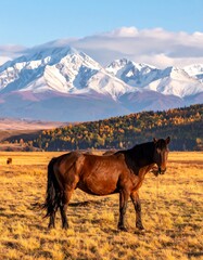 Brown horse in field with snowy mountains, autumn colors