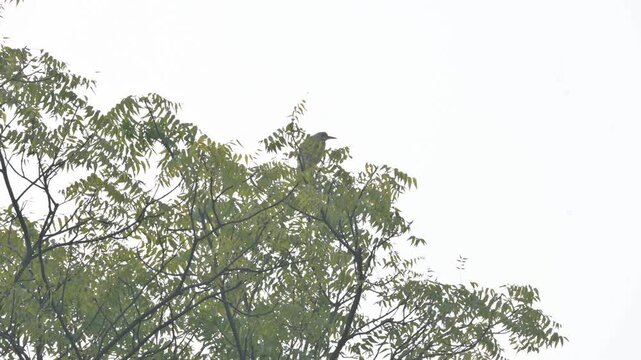 An Indian pond heron perched on a nimtree branch. Its common name&nbsp;paddybird and Ardeola grayii. It is a small&nbsp;heron. They hunt along the edges of water sources.
