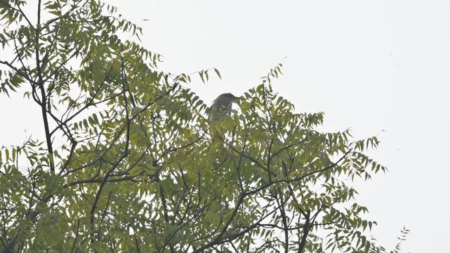 An Indian pond heron perched on a nimtree branch. Its common name&nbsp;paddybird and Ardeola grayii. It is a small&nbsp;heron. They hunt along the edges of water sources.
