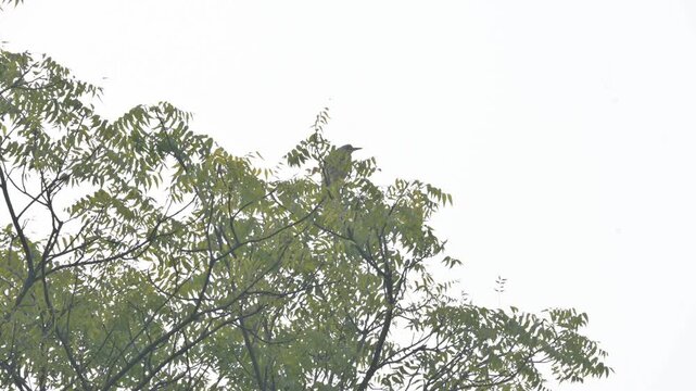 An Indian pond heron perched on a nimtree branch. Its common name&nbsp;paddybird and Ardeola grayii. It is a small&nbsp;heron. They hunt along the edges of water sources.
