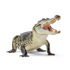 Fototapeta premium Realistic detailed crocodile with open mouth displaying teeth in a bright studio background captured in high resolution