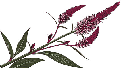 Crimson Celosia A Detailed Botanical Illustration of a Vibrant Flower.