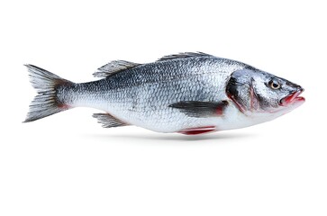 Obraz premium A large silver fish with black and red fins on a white background
