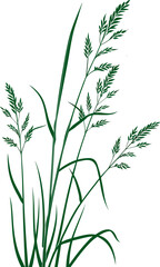 Obraz premium Illustration of Green Grass Stalks with Seed Heads.