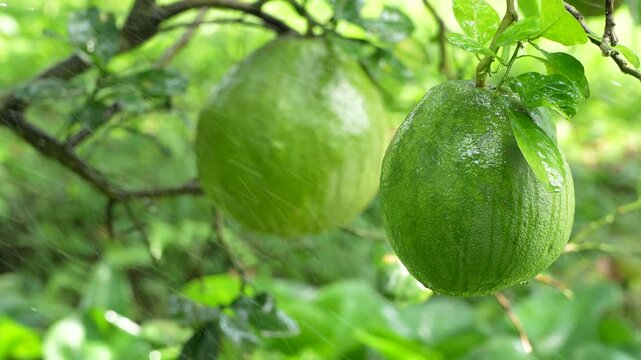 Close-up rack focus of fresh green pomelo fruits on a branch with water spray in orchard.