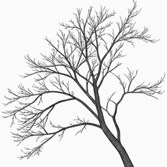 Fototapeta premium Bare Tree Silhouette A Stark Beauty in Winter.