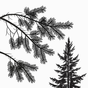 Elegant Pine Tree Illustration with Delicate Branch Details.