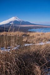 鉄砲木の頭から望む冠雪の富士山