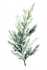 Fototapeta premium Watercolor Illustration of Green Botanical Branch with Leaves on White Background for Decoration and Design